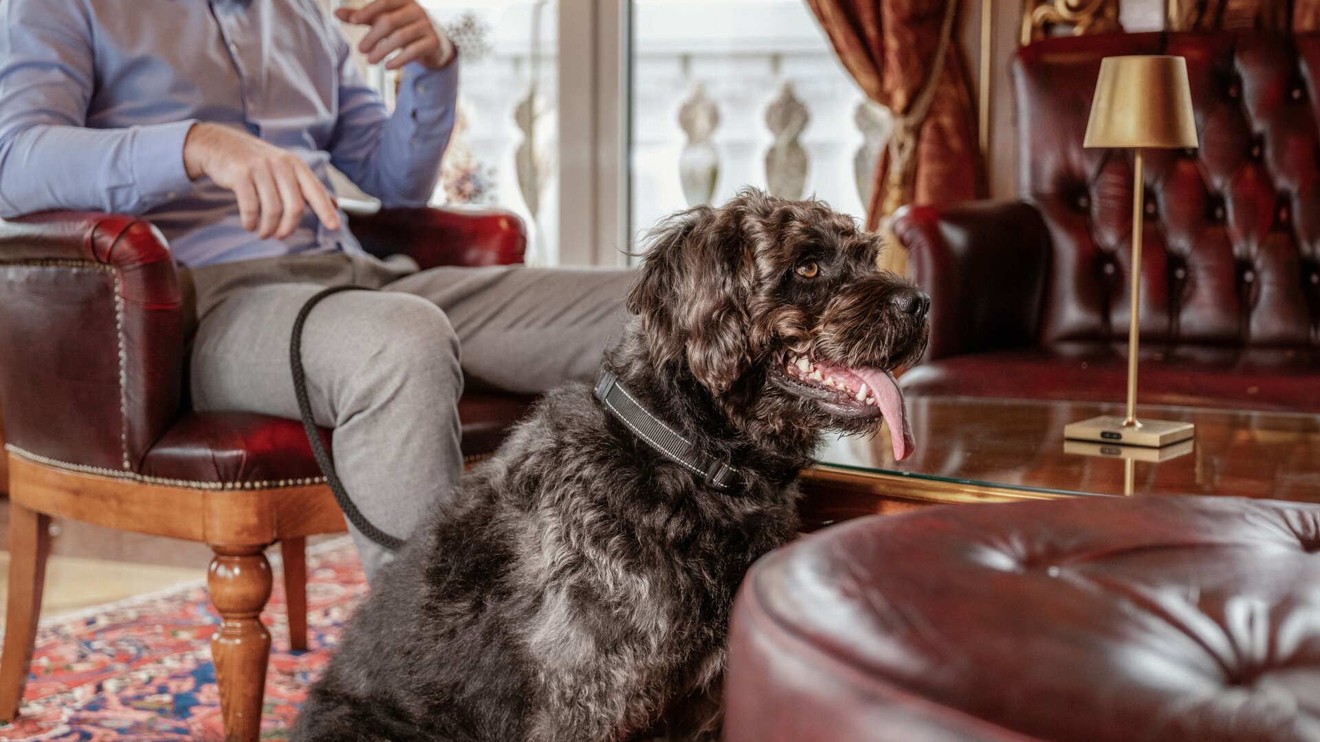 A black dog is sitting in a stylish hotel lounge beside an armchair and a coffee table.